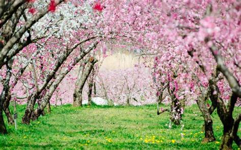 peach blossoms japans  spring flower blossoms voyapon