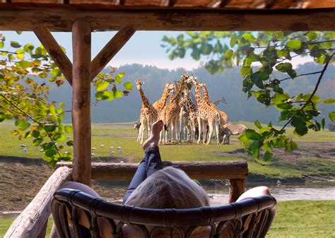 safari resort beekse bergen slapen tussen de leeuwen reishongernl
