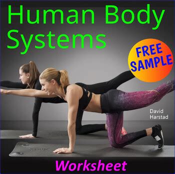 human body systems worksheet   harstad collection tpt