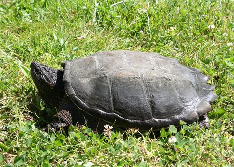 state advises oregonians     snapping turtles oregon