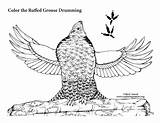 Grouse Coloring Drumming Ruffed Sponsors Wonderful Support Please sketch template