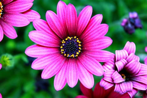 imagenes de flores fotos bonitas de flores  descargar