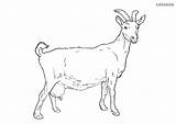 Goat Coloring Farm Pages Printable sketch template