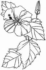 Coloring Hibiscus Flowers Bestcoloringpagesforkids Downloadable Artigo sketch template