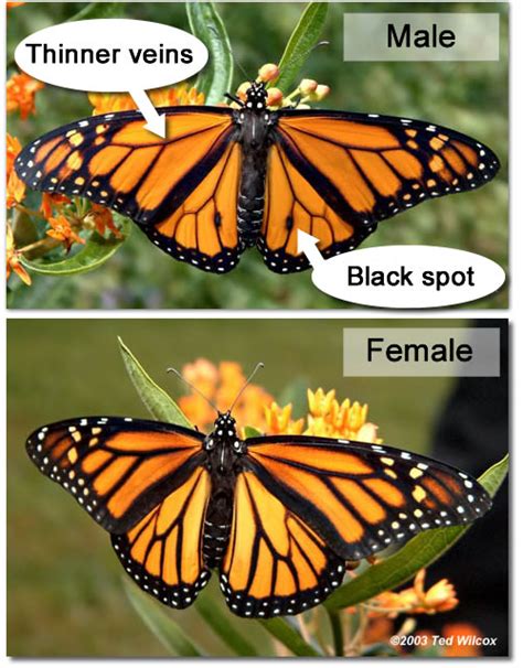 male  female monarch butterflies