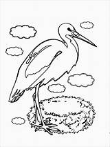 Stork Pages Coloringbay Storks sketch template