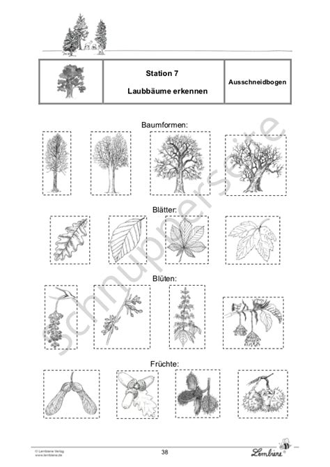 der wald lernbiene