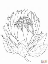 Protea Flower Coloring Pages King Drawing Printable Clipart Colouring Flowers Supercoloring Line Drawings Proteas Outline Color Painting Crafts Select Super sketch template