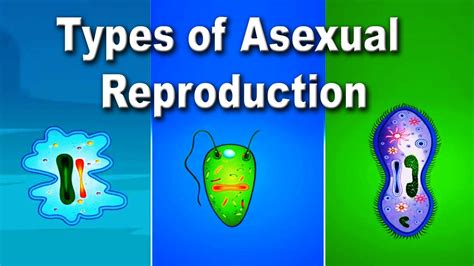 Cbse Types Of Asexual Reproduction Biology Educational Videos
