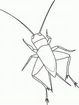 Grilo Insekten Kolorowanki Robaki Disegno Owady Animali Dzieci Malvorlage Bookmark Kategorien sketch template