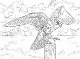 Prairie Ausmalbilder Falco Falke Prateria Peregrine Pellegrino Supercoloring Falcons Stampare Hawk Erwachsene sketch template