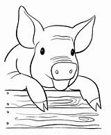 Coloring Pig Fat Cute Books Printable Animal Pages sketch template