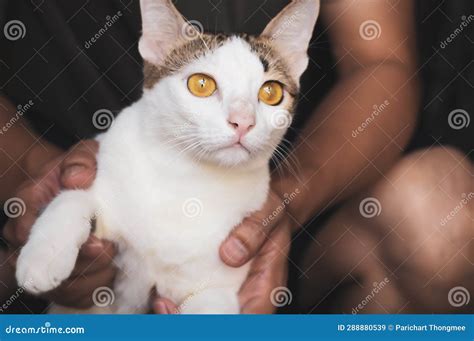curiosity awakened hand holding playful black and white cat on two