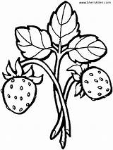 Coloring Fruit Strawberry Sherriallen Strawberries Vine sketch template