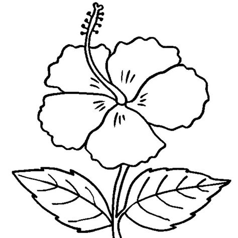 printable hibiscus coloring pages  kids