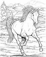 Pferde Echte Malvorlage 1ausmalbilder Malvorlagen sketch template