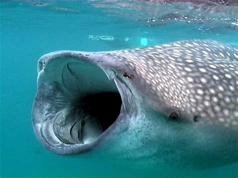 whale shark facts utila bay islands honduras