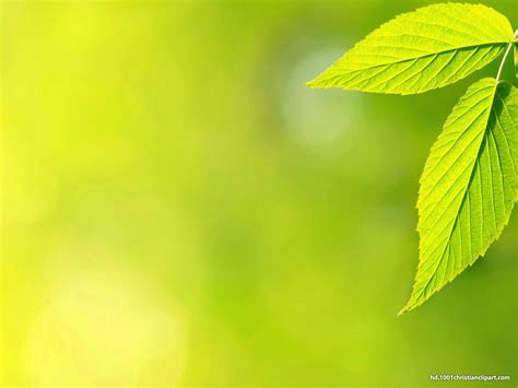 green leaves background hd hd  backgrounds