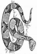 Serpente Coloriage Copperhead Animaux Colorare Adulte Colorier Mandalas Ausmalbilder Malvorlage Disegno Printablecolouringpages sketch template
