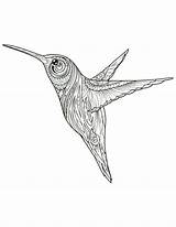 Colibri Artherapie sketch template