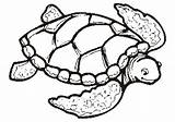 Turtle Eared Bestcoloringpagesforkids sketch template