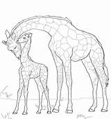 Baby Jirafa Giraffes Girafe Supercoloring Dibujos Sketsa Mewarnai Ausmalen Ausmalbild Malvorlagen Anak Scribblefun Savannah Gambar Jirafas Girafon sketch template