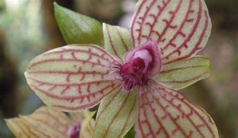orchids amazon conservation association