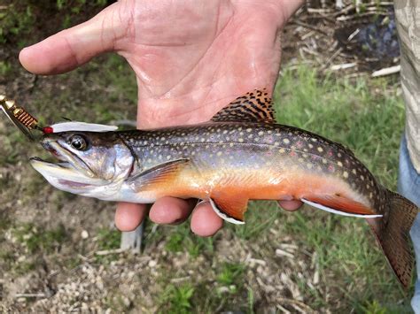 brook trout  caught  visiting frisco   beautiful fish   itching