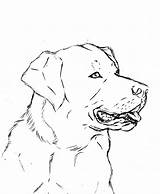 Labrador Coloring Lab Retriever Pages Dog Drawing Line Yellow Printable Puppies Deviantart Color Getdrawings Print Getcolorings sketch template