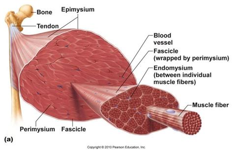 muscle layers love  stuff muscle human body muscle anatomy