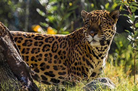 jaguar  big cat hd animals  wallpapers images backgrounds