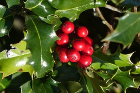 difference  holly  mistletoe compare  difference