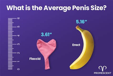 When Does The Penis Stop Growing – Promescent