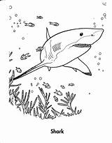 Shark Kids Sheets Activity Printablecolouringpages Via sketch template