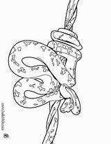 Coloring Serpiente Cobra Anaconda Reptiles Colorear Piton sketch template