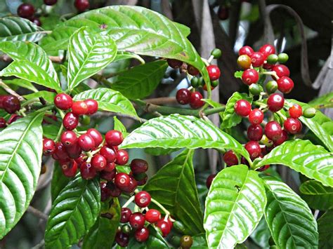 tips  growing coffee plant indoors coffee plant coffee bean tree