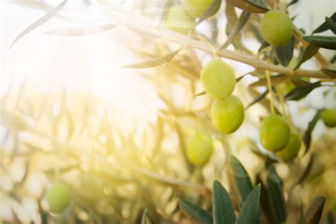 the olive tree and the nature of persistence goalcast