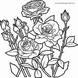 Coloring Pages Flowers Color Nature Food Roses Printable Sheets Found Flower sketch template