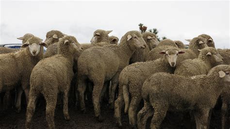 ranchers    sheep industry  bottomed  kuac