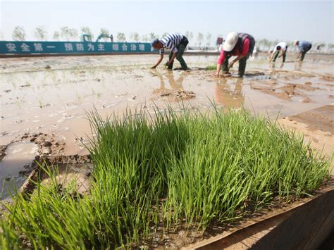 Chinese Scientists Develop Rice That Can Grow In Seawater