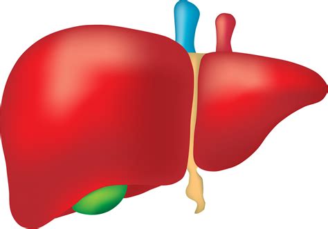 tool  predict outcomes  cirrhosis   liver bcm