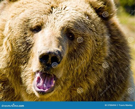 angry bear stock images image