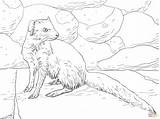 Coloring Mongoose Pages Yellow Skip Main sketch template