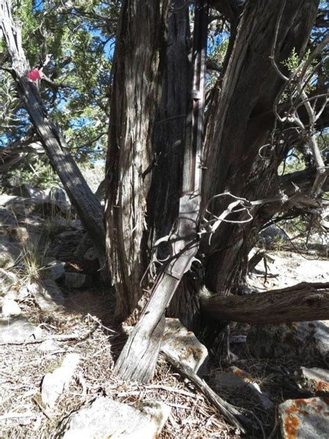 132 year old rifle found propped up against tree in nevada desert