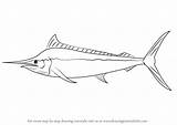 Marlin Draw Drawing Step Fish Drawingtutorials101 Drawings Coloring Silhouette Pages Line Sketches Learn Fishes Tutorials Animal Tattoo sketch template