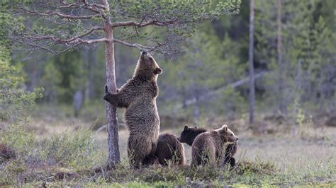 bär wollen baum jungen gras zu klettern 2560x1600 hd hintergrundbilder hd bild