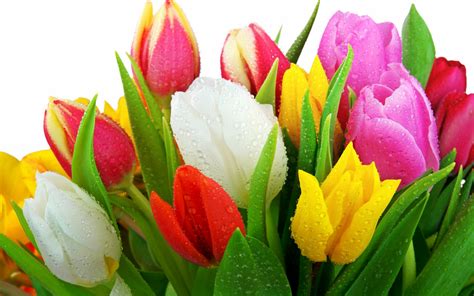 tulips  boydita flowers delivered blog flowers delivered