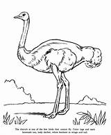 Coloring Ostrich Pages Animals Zoo Animal Drawing Printable Kids Drawings Honkingdonkey Print Preschool Identification Popular Fly Bird Raisingourkids Gif Book sketch template