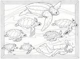 Turtle Turtles Coloringhome Bonaire sketch template