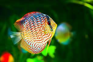 Golden Eye View: Top 15 Most Beautiful Fishes of the World according 